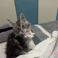 momo-04 – Avatar fotka