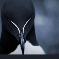 _Alessio_Brown Adlı Modelin Avatarı