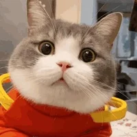 zyc991025's Avatar Pic