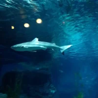 Image d’avatar de Colonia1911