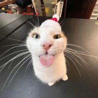 COL-Zander Avatar-Bild