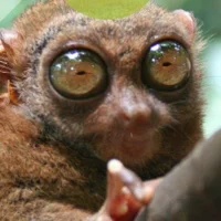 ulalala11 頭像圖片