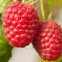 Raspberryusy's Profile Pic