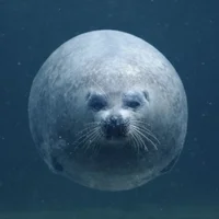 Forest_Coconut – Avatar fotka