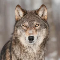 Trueblue252 Adlı Modelin Avatarı