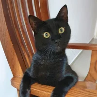 Awatar – TalentedMike