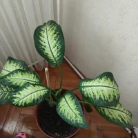 gergow_ – Avatar fotka