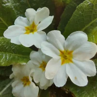 Ontorjami Poză avatar