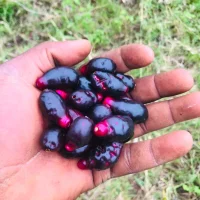 Vendadicx's Profile Pic