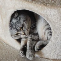 ShockedPullback's Profile Pic