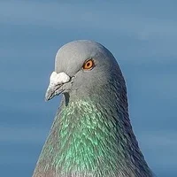 Imagem de avatar de Four-Seasons