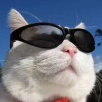 ZuixinYanyu Poză avatar