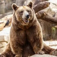 baer1981's Avatar Pic