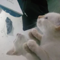 vergonvenco's Avatar Pic