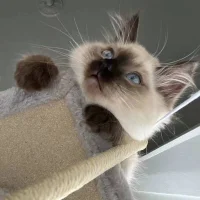 Image d’avatar de zzzzhuoo