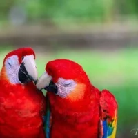 Foto del avatar de Chavito_De_Gaby_Zahir