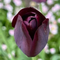 Ảnh Đại Diện Pysykalb22d