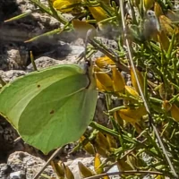 peterfran55 – avatarbillede