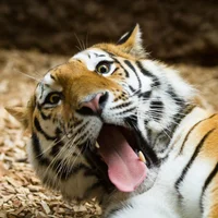 Imagem de avatar de MrJavert