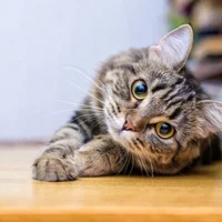 mortimer-model's Profile Pic