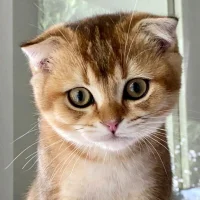 รูปอวาตาร์ของ Guv19999