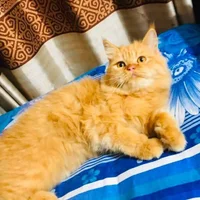 Md-saifull-ahamed avatarbilde