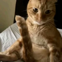 Rafael--2002 아바타 사진