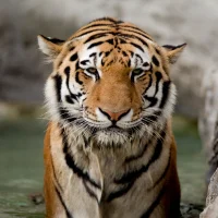 Tiger-Temper avatarképe