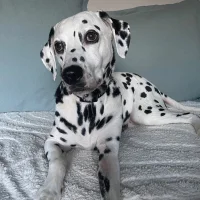 Avatar obrázek steve1962f