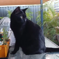 Morgs9876 Immagine Avatar