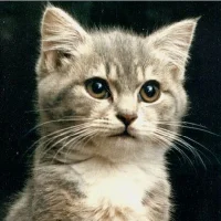 Kitten_lover Avatar-Bild