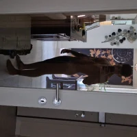 Lolhard3n's Profile Pic