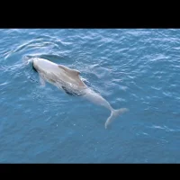 Foto de perfil de schwimmer12