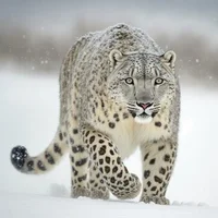 AndreiGabriel87 Avatarfoto