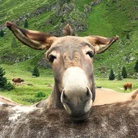 xtempestox's Profile Pic