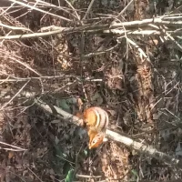 Gre3NEyed Φωτ, Προφίλ