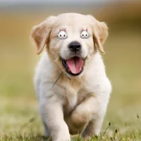 Puppy-OXO2's Avatar Pic