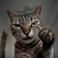 TouXing_Miao Poză avatar