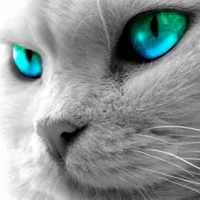 kiyoshi2004 아바타 사진