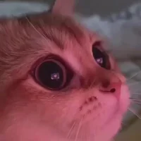 IgoHard2025s profilbillede