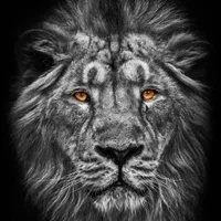 Simo_WhiteLion's Avatar Pic