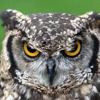 OwlLovesBella's Avatar Pic