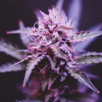 -PurpleHaze- Avatarfoto