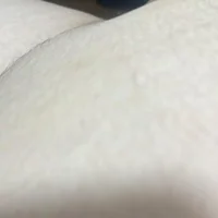 macaupanda