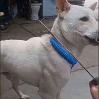 urinal_dog's Profile Pic