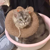 صورة أفاتار Krystal-0517