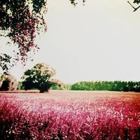 nicenicetest - Profil Fotoğrafı