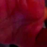 JADE_GIL_