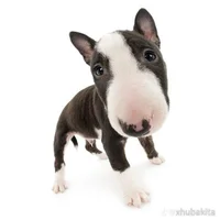 CheckedDish's Profile Pic
