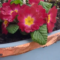 DirtyBurty-32 avatarképe